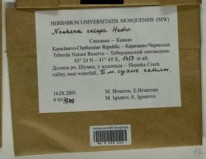 Exsertotheca crispa (Hedw.) S. Olsson, Enroth & D. Quandt, Bryophytes, Bryophytes - North Caucasus & Ciscaucasia (B12) (Russia)