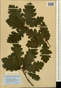 Quercus petraea (Matt.) Liebl., Caucasus, Stavropol Krai, Karachay-Cherkessia & Kabardino-Balkaria (K1b) (Russia)