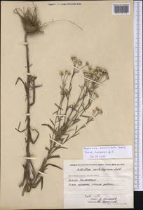 Achillea acuminata (Ledeb.) Sch. Bip., Siberia, Chukotka & Kamchatka (S7) (Russia)