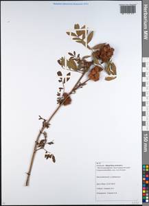 Glycyrrhiza echinata L., Caucasus, Krasnodar Krai & Adygea (K1a) (Russia)
