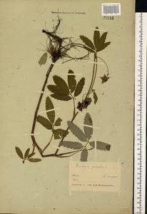 Comarum palustre L., Eastern Europe, Belarus (E3a) (Belarus)