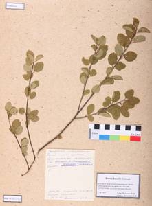 Betula humilis Schrank, Siberia, Central Siberia (S3) (Russia)