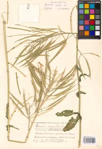 Brassica napus L., Eastern Europe, Moscow region (E4a) (Russia)