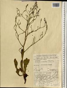 Limonium bicolor (Bunge) Kuntze, Mongolia (MONG) (Mongolia)