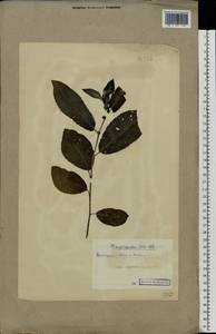 Salix myrsinifolia Salisb., Eastern Europe, Northern region (E1) (Russia)