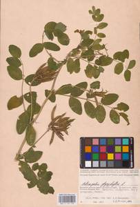 Astragalus glycyphyllos L., Eastern Europe, Western region (E3) (Russia)