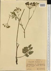 Pimpinella saxifraga L., Eastern Europe, West Ukrainian region (E13) (Ukraine)