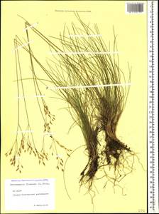 Avenella flexuosa (L.) Drejer, Caucasus, North Ossetia, Ingushetia & Chechnya (K1c) (Russia)