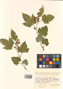 Rubus crataegifolius Bunge, Siberia, Russian Far East (S6) (Russia)