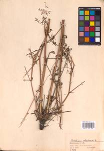 Xanthoselinum alsaticum (L.) Schur, Eastern Europe, Eastern region (E10) (Russia)