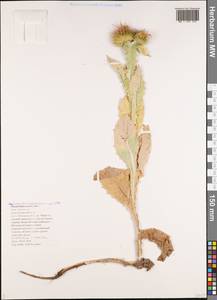 Onopordum acanthium L., Caucasus, Black Sea Shore (from Novorossiysk to Adler) (K3) (Russia)
