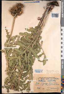Rhaponticum uniflorum subsp. uniflorum, Mongolia (MONG) (Mongolia)