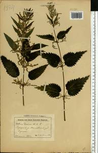 Urtica dioica L., Eastern Europe, Belarus (E3a) (Belarus)