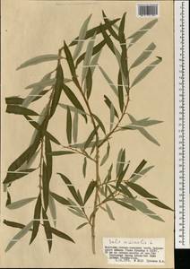 Salix viminalis L., Mongolia (MONG) (Mongolia)