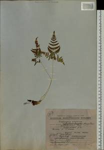 Gymnocarpium continentale (Petrov) Pojark., Siberia, Chukotka & Kamchatka (S7) (Russia)