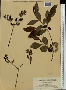 Salix silesiaca Willd., Eastern Europe, West Ukrainian region (E13) (Ukraine)