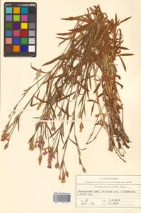 Dianthus chinensis L., Siberia, Russian Far East (S6) (Russia)