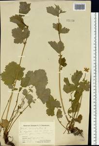 Geum macrophyllum var. sachalinense (Koidz.) H. Hara, Siberia, Chukotka & Kamchatka (S7) (Russia)