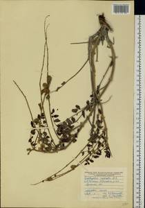 Onobrychis radiata (Desf.)M.Bieb., Eastern Europe, North Ukrainian region (E11) (Ukraine)