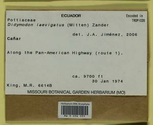 Didymodon laevigatus (Mitt.) R.H. Zander, Bryophytes, Bryophytes - America (BAm) (Ecuador)