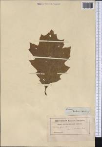 Quercus velutina Lam., America (AMER) (Not classified)