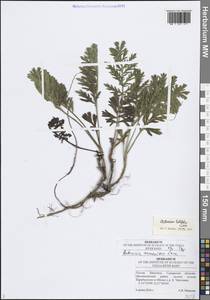 Artemisia latifolia Ledeb., Eastern Europe, Middle Volga region (E8) (Russia)