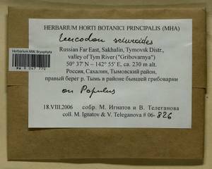Leucodon sciuroides (Hedw.) Schwägr., Bryophytes, Bryophytes - Russian Far East (excl. Chukotka & Kamchatka) (B20) (Russia)