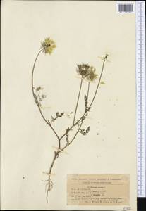 Daucus carota L., Western Europe (EUR) (Romania)