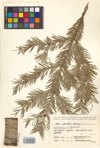 Abies nephrolepis (Trautv. ex Maxim.) Maxim., Siberia, Russian Far East (S6) (Russia)