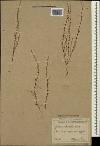 Galium verticillatum Danthoine ex Lam., Crimea (KRYM) (Russia)