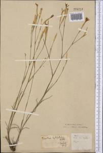 Dianthus leptopetalus Willd., Middle Asia, Northern & Central Kazakhstan (M10) (Kazakhstan)