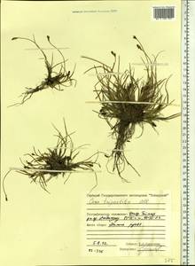 Carex lachenalii subsp. lachenalii, Siberia, Central Siberia (S3) (Russia)