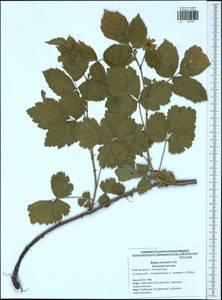 Rubus nessensis Hall, Eastern Europe, Central region (E4) (Russia)