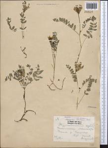 Astragalus tibetanus Benth. ex Bunge, Middle Asia, Pamir & Pamiro-Alai (M2) (Uzbekistan)