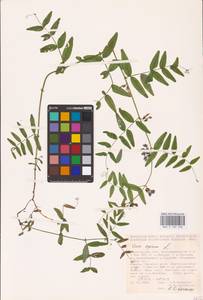 Vicia sepium L., Eastern Europe, Lower Volga region (E9) (Russia)