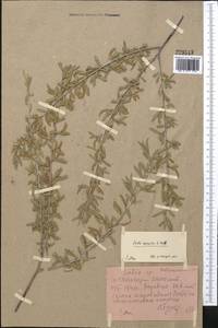 Salix capusii Franch., Middle Asia, Pamir & Pamiro-Alai (M2) (Tajikistan)