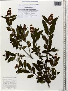 Ligustrum vulgare L., Caucasus, Krasnodar Krai & Adygea (K1a) (Russia)