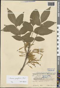 Fraxinus pennsylvanica Marshall, Eastern Europe, North Ukrainian region (E11) (Ukraine)
