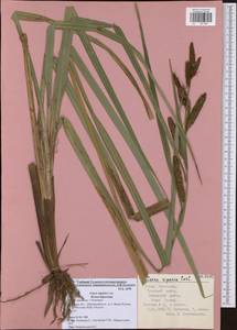 Carex riparia Curtis, Eastern Europe, Central region (E4) (Russia)