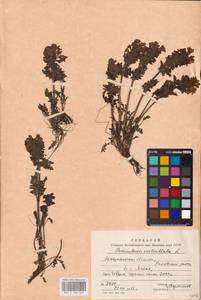 MHA 0 162 349, Pedicularis verticillata, Eastern Europe, West Ukrainian region (E13) (Ukraine)