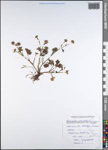 Ranunculus muricatus L., Caucasus, Black Sea Shore (from Novorossiysk to Adler) (K3) (Russia)