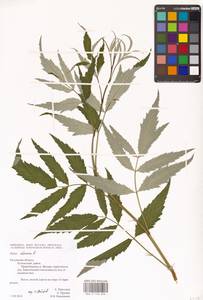 Rubus idaeus L., Eastern Europe, Central region (E4) (Russia)