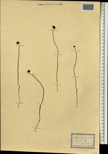 Schizaea pectinata (L.) Sw., Africa (AFR) (South Africa)