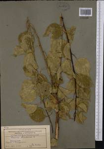 Prunus armeniaca L., Middle Asia, Northern & Central Tian Shan (M4) (Kazakhstan)