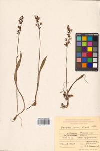 Oreorchis patens (Lindl.) Lindl., Siberia, Russian Far East (S6) (Russia)