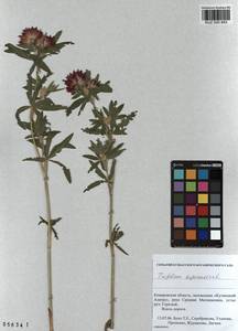 KUZ 000 843, Trifolium lupinaster L., Siberia, Altai & Sayany Mountains (S2) (Russia)