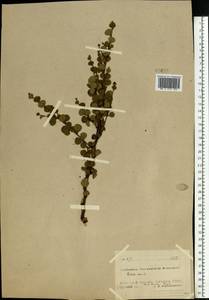 Betula nana L., Eastern Europe, Northern region (E1) (Russia)