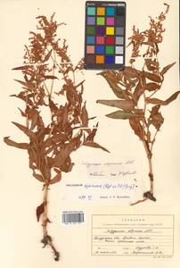 Koenigia alpina (All.) T. M. Schust. & Reveal, Siberia, Russian Far East (S6) (Russia)