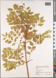 Fraxinus angustifolia subsp. syriaca (Boiss.) Yalt., Middle Asia, Pamir & Pamiro-Alai (M2) (Tajikistan)
