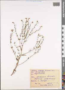 Lithospermum officinale L., Caucasus, North Ossetia, Ingushetia & Chechnya (K1c) (Russia)